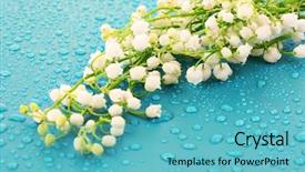  Presentation with lily - Audience pleasing PPT theme consisting of lily-of-the-valley backdrop and a teal colored foreground