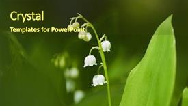  Presentation with lily - Theme having lily of the valley background and a  colored foreground