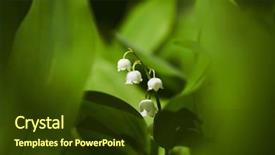  Presentation with lily - Audience pleasing PPT layouts consisting of lily of the valley backdrop and a  colored foreground