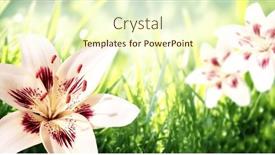  Presentation with spring nature grass - Presentation theme having lily-on-sunny-beautiful-nature background and a  colored foreground