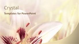  Presentation with spring nature grass - Slide deck having lily-on-sunny-beautiful-nature background and a cream colored foreground