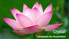  Presentation with lily pad - Beautiful presentation featuring lily pad - beatiful pink lotus backdrop and a forest green colored foreground
