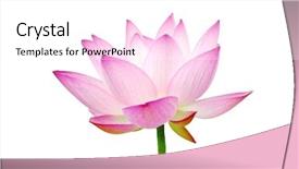  Presentation with lily pad - Beautiful PPT theme featuring lily pad - beatiful pink lotus backdrop and a  colored foreground