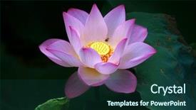  Presentation with dark flower - Cool new presentation with lily pad - blooming lotus flower over dark backdrop and a ocean colored foreground