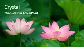  Presentation with dark flower - Presentation consisting of lily pad - blooming lotus flower over dark background and a forest green colored foreground