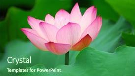  Presentation with lily pad - PPT theme consisting of lily pad - blooming lotus flower over green background and a ocean colored foreground