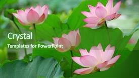  Presentation with lily flower - Slides with lily pad - blooming lotus flower over green background and a forest green colored foreground