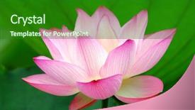  Presentation with lily flower - PPT theme having lily pad - blooming lotus flower over green background and a forest green colored foreground