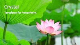  Presentation with blooming lotus flower of pink - Presentation enhanced with lily pad - blooming lotus flower over green background and a shamrock green colored foreground