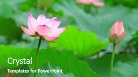  Presentation with lotus flower - PPT theme consisting of lily pad - blooming lotus flower over green background and a forest green colored foreground