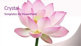  Presentation with lily pad - PPT layouts consisting of lily pad - blooming lotus flower background and a lemonade colored foreground