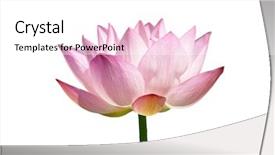  Presentation with lily pad - Beautiful PPT theme featuring lily pad - blooming lotus flower backdrop and a  colored foreground