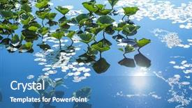  Presentation with lily pad - Theme having lily pad - detail of lillypads reflected background and a teal colored foreground