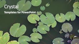  Presentation with lily - Cool new presentation with lily pad - lilies in a pond backdrop and a ocean colored foreground