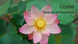  Presentation with lily pad - Cool new PPT theme with lily pad - lotus flower backdrop and a ocean colored foreground