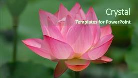 Presentation with lily pad - Beautiful PPT layouts featuring lily pad - lotus flower backdrop and a  colored foreground