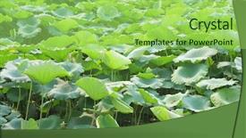  Presentation with lily pad - Slides having lily pad - lotus background and a  colored foreground