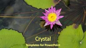  Presentation with lotus - Audience pleasing slides consisting of lily pad - lotus backdrop and a tawny brown colored foreground