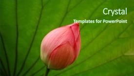  Presentation with pink and green - Cool new slide set with lily pad - pink lotus against green leaf backdrop and a  colored foreground