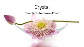  Presentation with bud - Cool new PPT theme with lily pad - pink lotus and bud backdrop and a white colored foreground