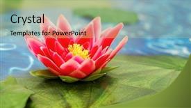  Presentation with lily pad - Theme consisting of lily pad - red lotus background and a mint green colored foreground