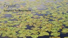  Presentation with lily pad - Theme consisting of lily-pad-background-of-green background and a light gray colored foreground