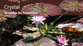  Presentation with lily - Presentation enhanced with lily-pads-and-beautiful-flowers background and a tawny brown colored foreground