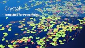  Presentation with blue water lily - Amazing slides having lily pads on blue water backdrop and a teal colored foreground