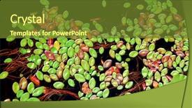  Presentation with water lily - Beautiful slides featuring lily pads on dark water top view backdrop and a tawny brown colored foreground