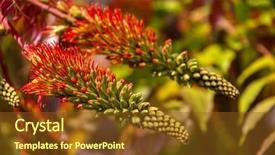  Presentation with hummingbirds - Cool new PPT theme with lily south african native hummingbirds backdrop and a tawny brown colored foreground