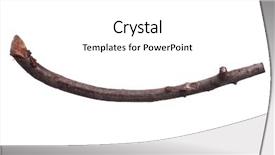  Presentation with single tree - Beautiful slides featuring 1 limb - single dry tree branch backdrop and a white colored foreground