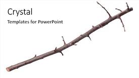  Presentation with single tree - Amazing presentation having 1 limb - single dry tree branch backdrop and a white colored foreground