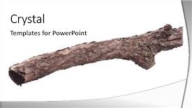  Presentation with single tree - PPT theme with 1 limb - single dry tree branch background and a  colored foreground