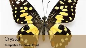  Presentation with lime - PPT theme featuring lime butterfly papilo demoles background and a gold colored foreground