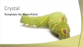  Presentation with hawk - Beautiful presentation theme featuring lime hawk-moth caterpillar - mimas tiliae in front of a white background backdrop and a white colored foreground