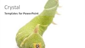  Presentation with hawk - Presentation with lime-hawk-moth-caterpillar-mimas background and a white colored foreground