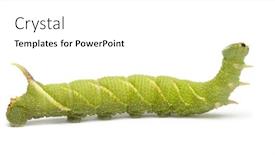  Presentation with hawk - Colorful presentation theme enhanced with lime-hawk-moth-caterpillar-mimas backdrop and a white colored foreground