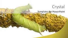  Presentation with hawk - Presentation theme featuring lime-hawk-moth-caterpillar-mimas background and a white colored foreground