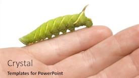  Presentation with hawk - Presentation theme featuring lime-hawk-moth-caterpillar-mimas background and a coral colored foreground