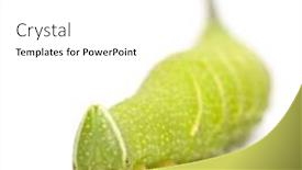  Presentation with hawk - Presentation theme having lime-hawk-moth-caterpillar-mimas background and a white colored foreground
