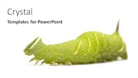  Presentation with hawk - Presentation theme featuring lime-hawk-moth-caterpillar-mimas background and a white colored foreground