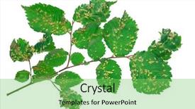  Presentation with nail - Presentation design with lime nail gall - eriophyes tiliae background and a seafoam green colored foreground