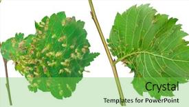  Presentation with nail - Slide deck enhanced with lime nail gall - eriophyes tiliae background and a seafoam green colored foreground