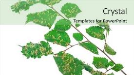  Presentation with acrylic nail course presentation - Amazing PPT theme having lime nail gall - eriophyes tiliae backdrop and a seafoam green colored foreground