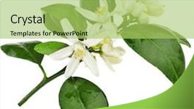  Presentation with citrus reticulata - Amazing slide deck having lime tree - citrus blooming branch close up backdrop and a yellow colored foreground