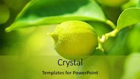  Presentation with lemons - Cool new presentation theme with lime tree - growing organic lemons backdrop and a gold colored foreground
