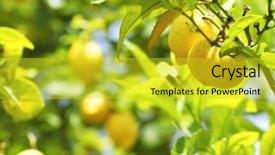  Presentation with lemon lime - PPT theme with lime tree - lemon close up background and a yellow colored foreground