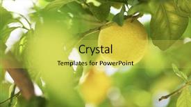  Presentation with lemon lime - Slide deck with lime tree - lemon close up background and a yellow colored foreground