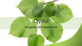  Presentation with lime - Beautiful PPT theme featuring lime tree - linden green leaves isolated backdrop and a  colored foreground