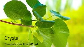  Presentation with green leaves - Amazing PPT theme having lime tree - linden green leaves on green backdrop and a  colored foreground